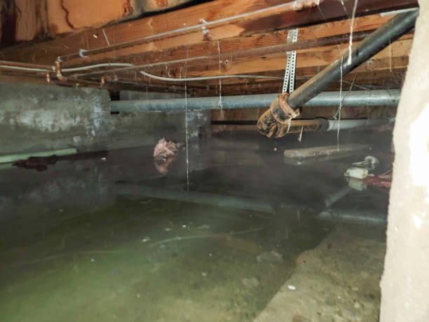 Best Mold removal after water damage  in Mount Prospect, IL
