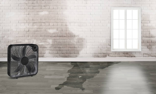Best Water damage restoration near me  in Mount Prospect, IL